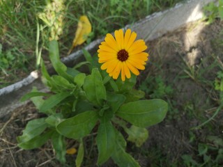 Marigold blooming. One orange yellow color flower in garden. Calendula