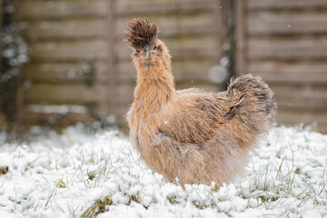 Seidenhuhn im Schnee © Thorsten
