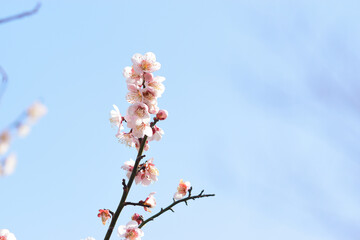 薄紅色の梅1