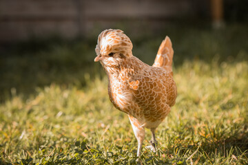 Ein Paduaner Huhn auf der Wiese