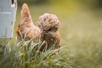 Ein Paduaner Huhn auf der Wiese