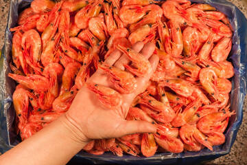 Frozen pink raw shrimp in box top view. Woman hand holds three fresh shrimps. Uncooked unpeeled seafood close up background. Fish or food market concept