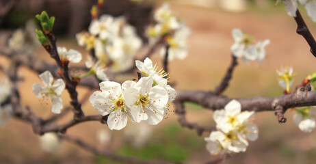 the branch of a cherry tree is beautifully covered with white flowers