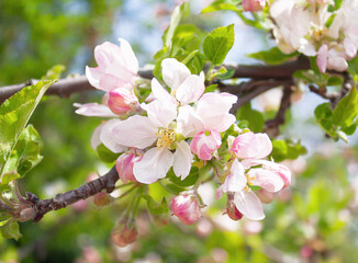 beautiful apple flowers close up