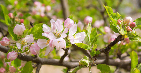 Fototapeta na wymiar flowering branch of apple tree in the garden