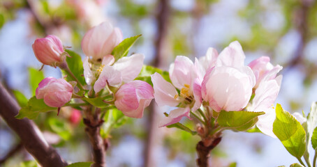 unblown pink apple flowers on a branch in the garden