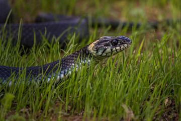 A non-venomous snake crawls in the low green grass and looks around carefully. It's Natrix natrix...