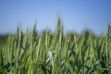 Close up shot of green wheat field