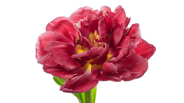 Timelapse of beautiful bright pink striped colorful tulip flower blooming on white background. 4K
