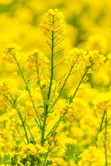 Obraz premium 菜の花畑