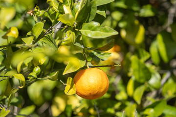 Macro shot of yellow tangerines growing