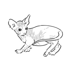 sketch of a sphinx cat, isolated, on a white background. sphinx cat, vector sketch on a white background