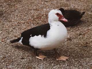 (Cairina moschata) Canard de Barbarie