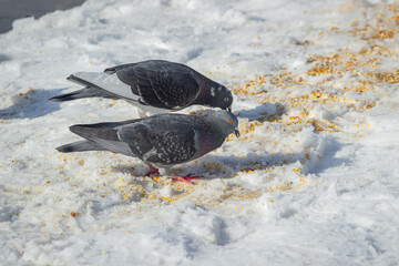 Pigeons peck grain in the snow. Feeding birds in the winter. City birds