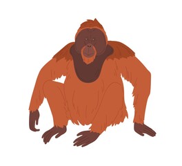 Bornean orangutan or large brown hairy ape with long limbs. Reddish shaggy monkey sitting isolated on white background. Asian animal with smiling friendly muzzle. Colored flat vector illustration © Good Studio
