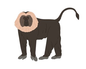 Lion-tailed macaque or wanderoo. Indian monkey with silver-white mane and black fluffy coat. Exotic jungle animal with shaggy fur. Colored flat vector illustration isolated on white background