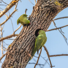 Perruche verte &agrave; collier perch&eacute;e