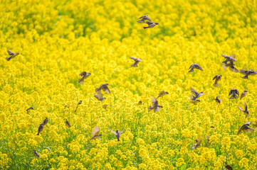 Obraz premium スズメの群れ