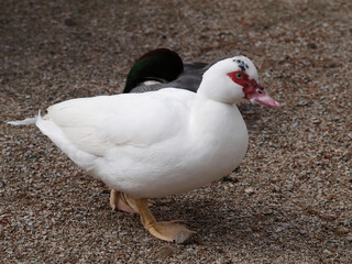 (Cairina moschata) Canard de Barbarie à plumage blanc, tête tachée de noir, face dotée de caroncules rouges