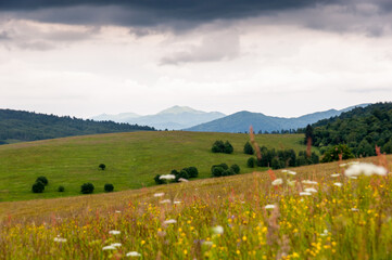 Storczyk kwitnący na Bieszczadzkiej łące, widok na połoniny, Bieszczady, Karpaty