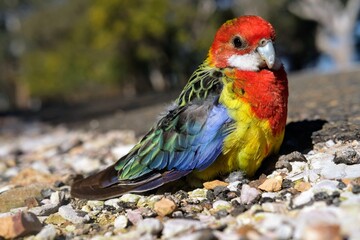 オーストラリア東部にいる野鳥