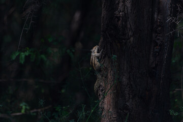 Indian palm squirrel -  Funambulus palmarum