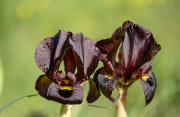 black, black iris, brown, brown iris, atrofusca, close up, color, cut, dark, desert, dig, endemic,...