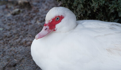 Gros plan sur une tête de canard de barbarie (Cairina moschata) au plumage blanc