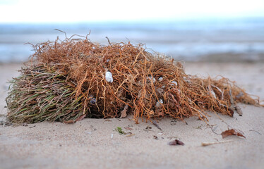 Natural backgroud with seaweed and seashell, ecology concept