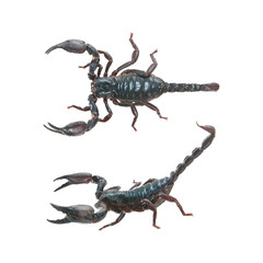 Scorpion on white background with clipping path