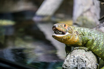 The Northern caiman lizard is eating golden apple snail. 
It is a species of lizard found in northern South America.
The body of the caiman lizard is very similar to that of a crocodile. 