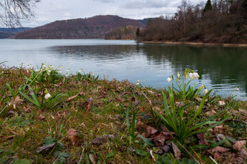 Śnieżyca wiosenna kwitnąca nad brzegiem jeziora solińskiego, Bieszczady, Solina, podkarpacie, spring snowflake