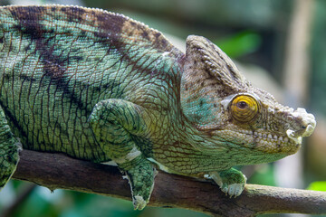 The Parson's chameleon (Calumma parsonii) is a large species of chameleon, a lizard in the family Chamaeleonidae. It is endemic to Madagascar. 