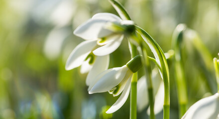 zarte Frühlingsboten blühen im Garten, Schneeglöckchen als Symbol für den Vorfrühling.