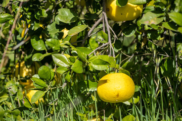 Pomelo fruits growing on a green branch