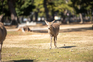 奈良の鹿
