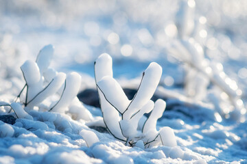icy twigs of grass, with an unusual shape