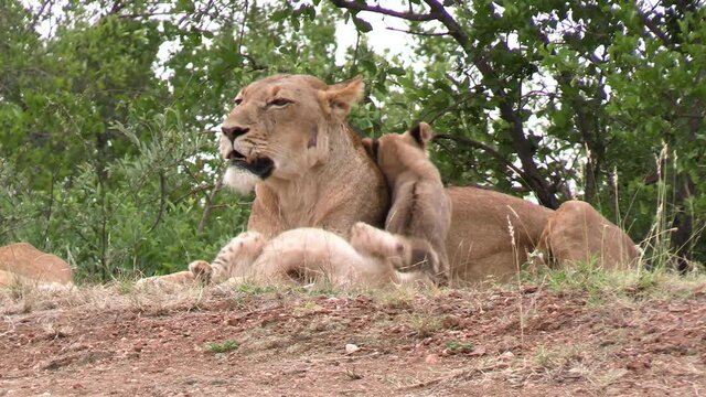 Adorable lion cubs and lioness in wilderness. animal family in african savanna