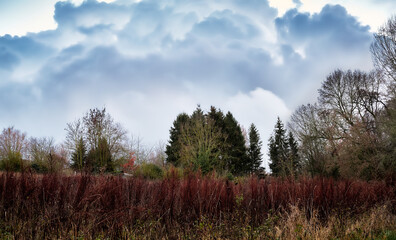 Autumn, evening landscape, gloomy sky, bushes.