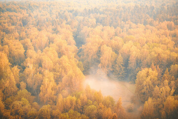 Yellow foliage on trees in foggy forest, background top view