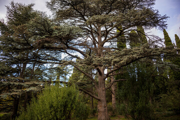 Yalta, Crimea, November 24, 2020, Massandra Park, views of trees-palm trees, fir trees and others