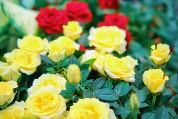Most of the varieties of roses are obtained as a result of long-term selection by repeated repeated crosses and selection