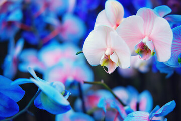 Selling blue orchid flowers at a plant and gardening store