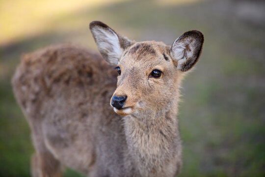 奈良の鹿 の画像 16 331 件の Stock 写真 ベクターおよびビデオ Adobe Stock