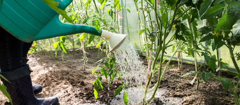 Agriculture, Gardening. Girl Gen Z Planted Tomato Seedlings In A Greenhouse. Hobbies, Remote Work In Quarantine In A Virus. Slow Life, Digitally Detox. Agriculture Background