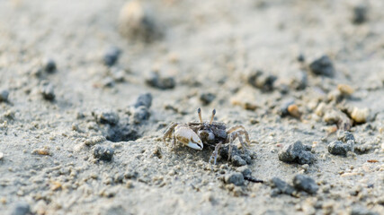 Sand bubbler crab, scopimera globosa, small beach crab on sand in Railay beach, Thailand