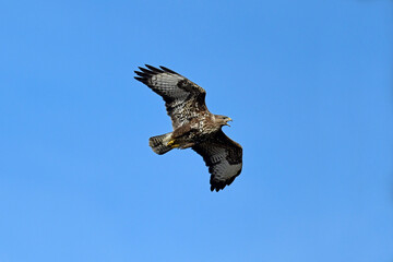fliegender Mäusebussard (Buteo buteo) // flying Common Buzzard (Buteo buteo)