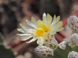 White flower of Astrophytum myriostigma cactus after pollinated on yellow pollen with nature...