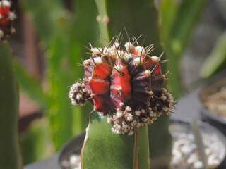 Close-up red Gymnocalycium hybrid (Japan clone) with nature blurred background.