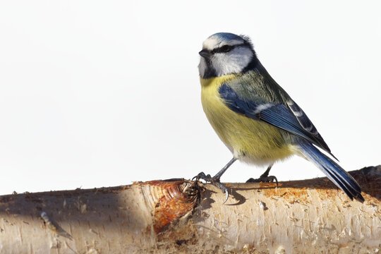 m&eacute;sange bleue